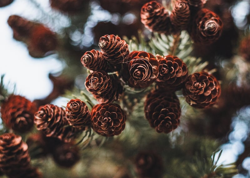 Natural Ornaments